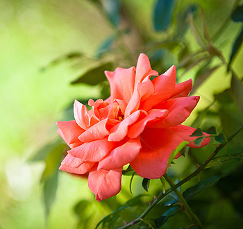 免费ddos攻击网页端