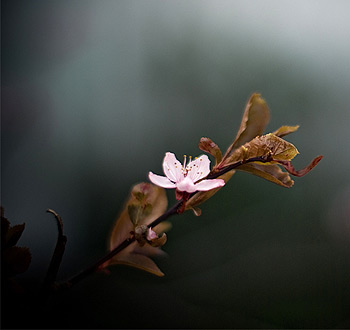 高效且节能环保的DDOS平台